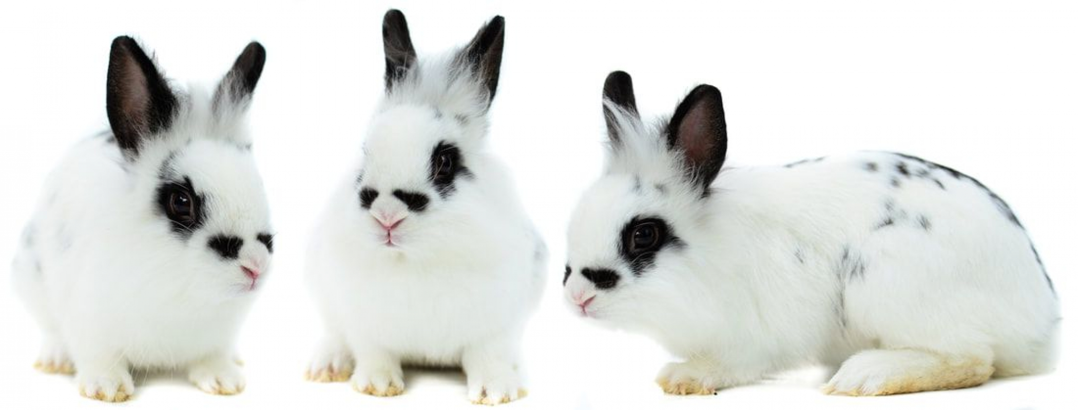 Photo de Boule de poils 