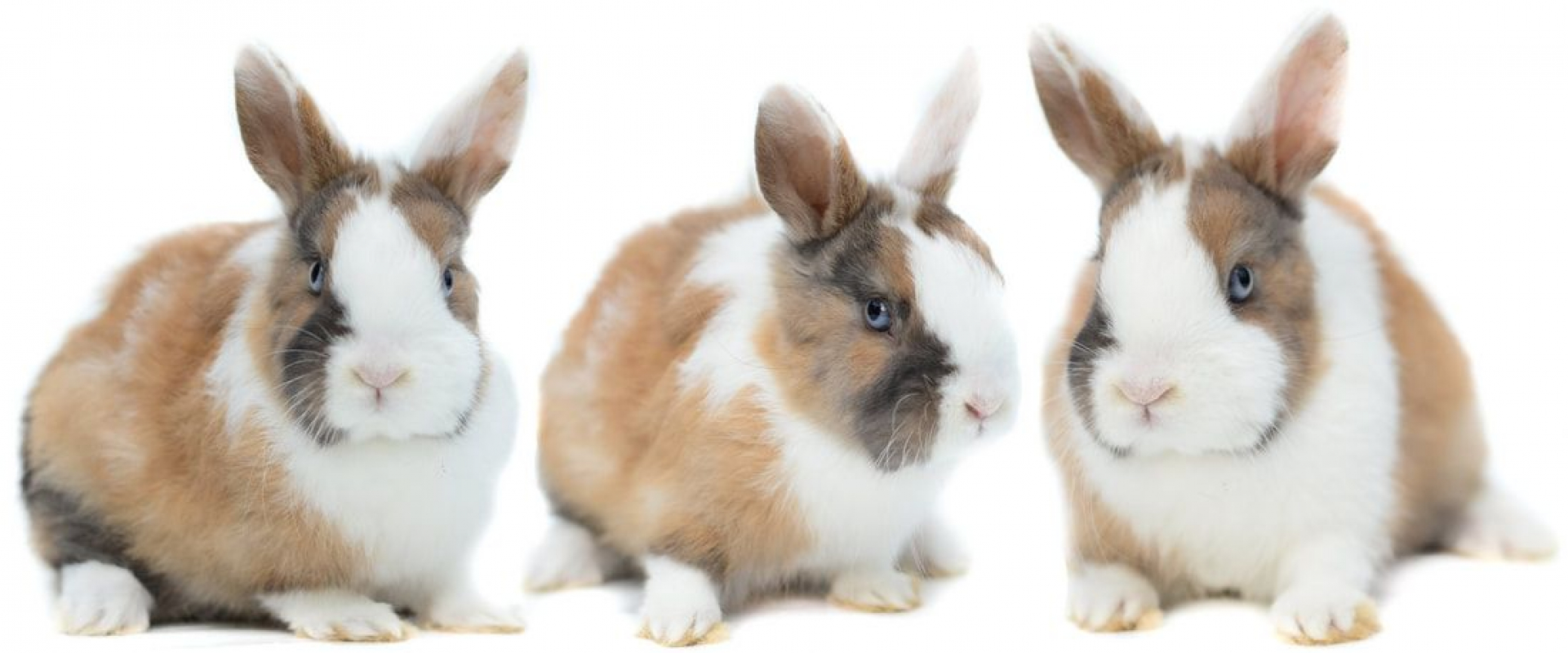 Photo #1 de Cheyenne