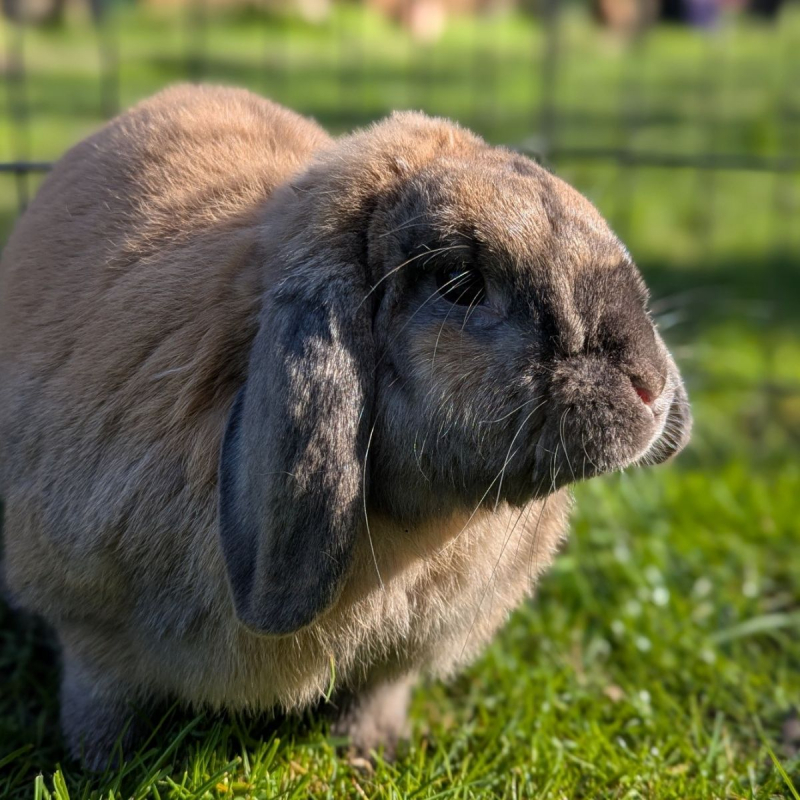 Photo #1 de Caramelo