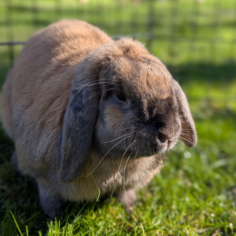 Photo #3 de Caramelo