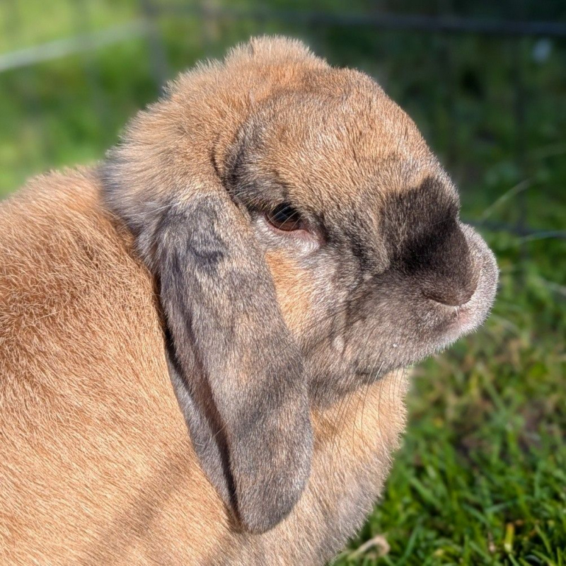 Photo #4 de Caramelo