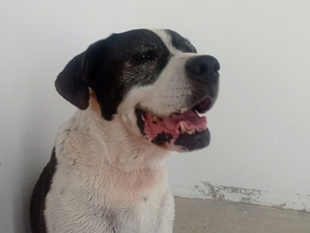 Photo #2 de PEPA
