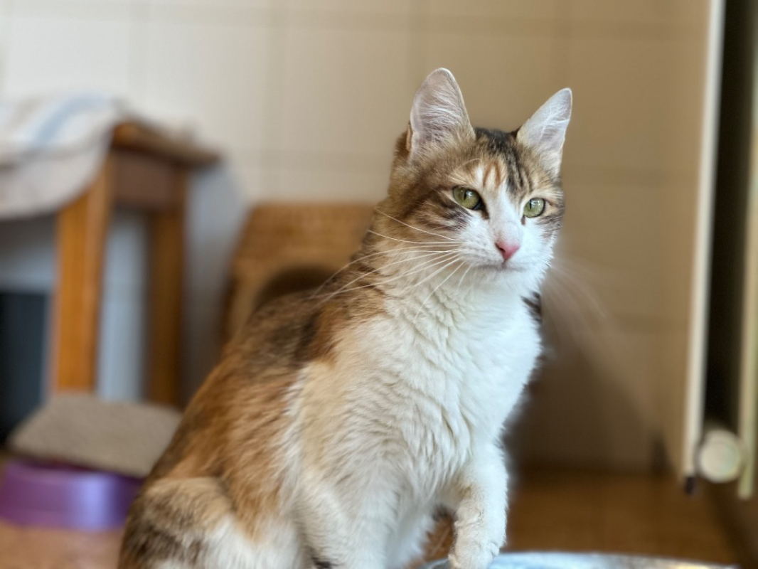 Photo #1 de Lollipope