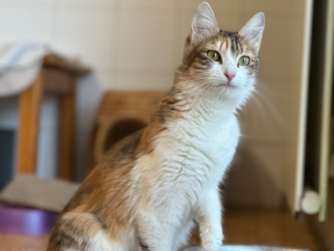 Photo #2 de Lollipope