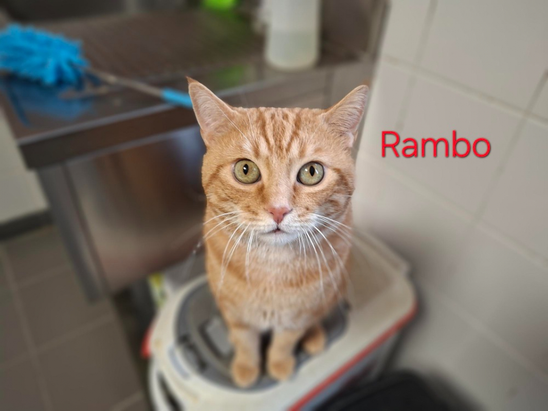 Photo #1 de Rambo