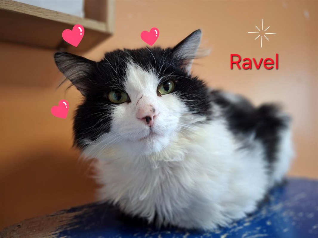 Photo de Ravel