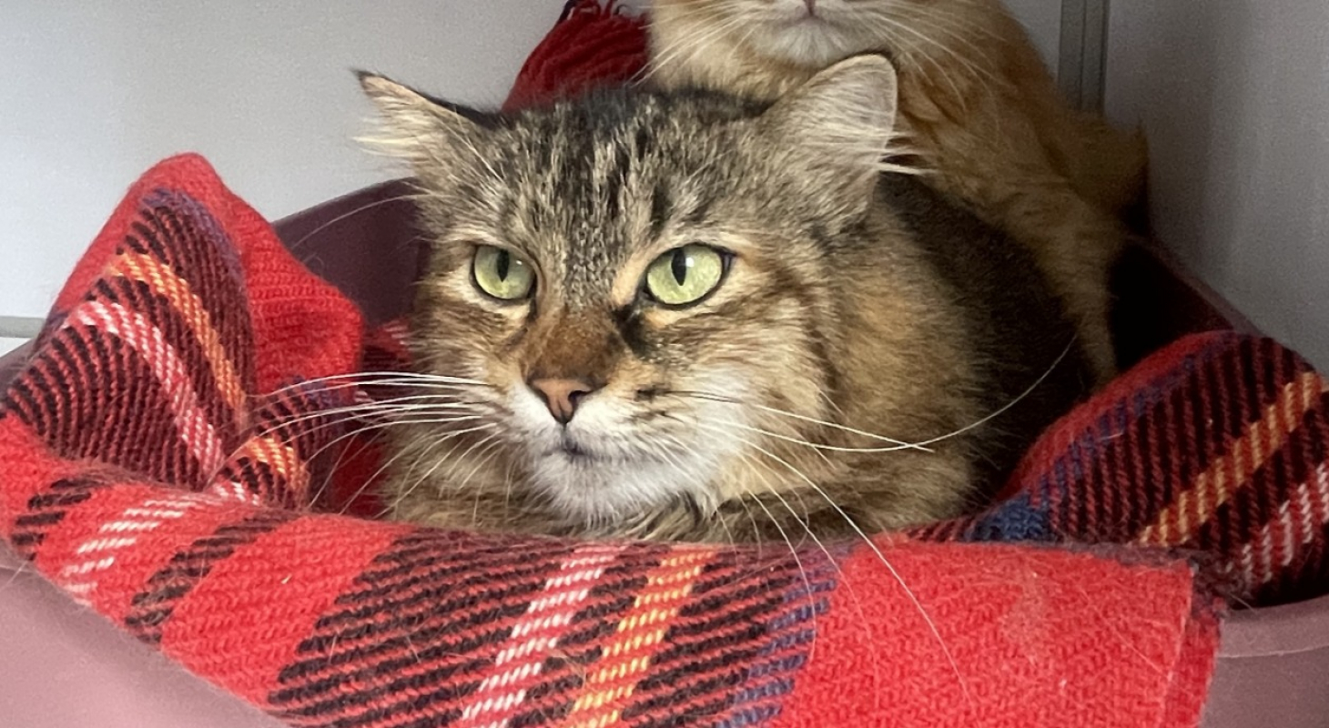 Photo #1 de Boa hancock