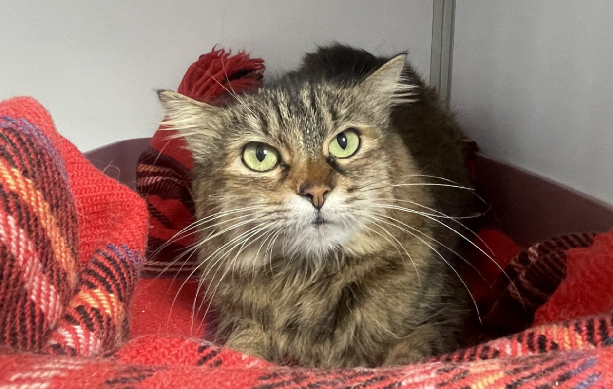 Photo #2 de Boa hancock