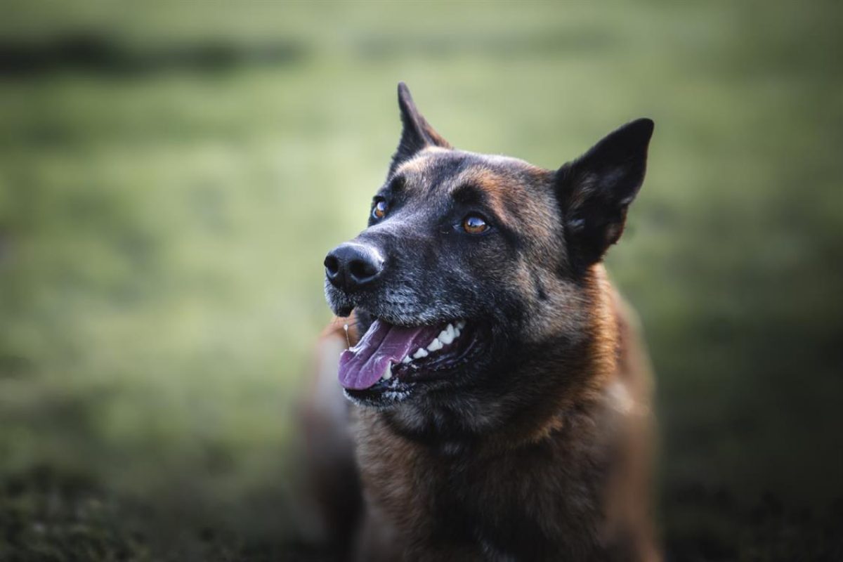 Thor - Chien Berger Belge Malinois à adopter