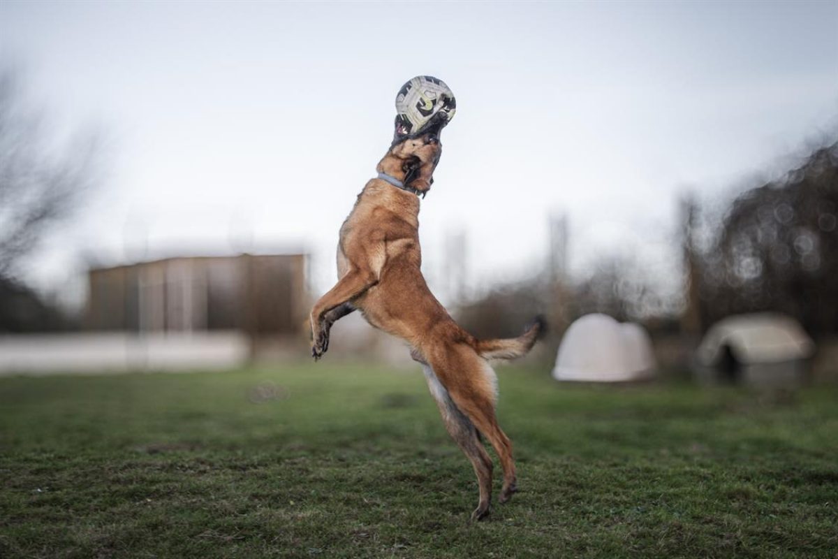 Thor - Chien Berger Belge Malinois à adopter - photo 2