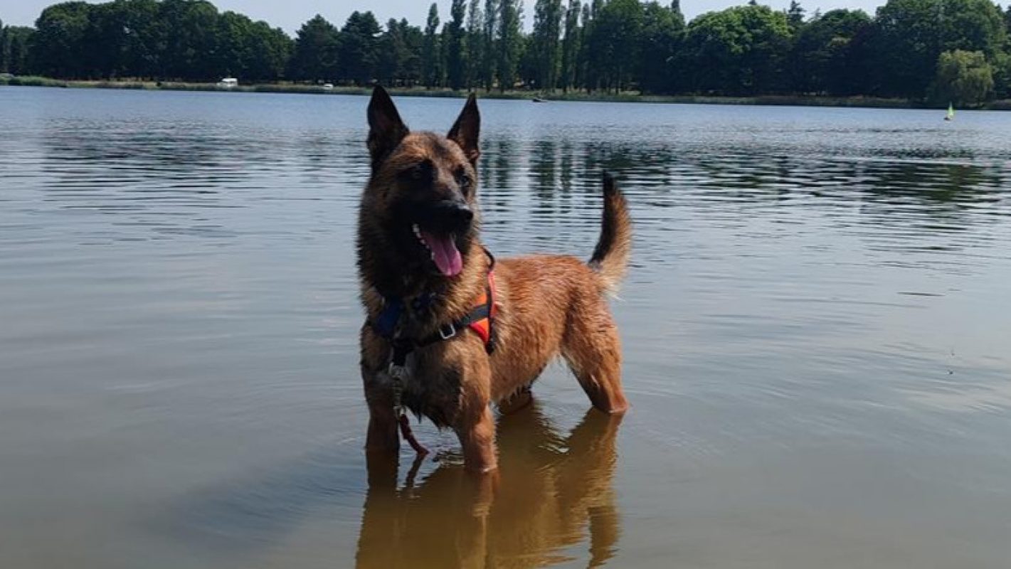 Thor - Chien Berger Belge Malinois à adopter - photo 3