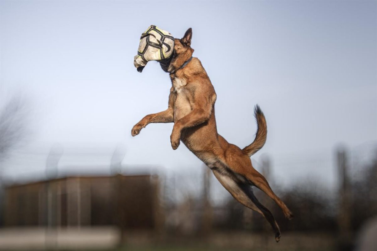Thor - Chien Berger Belge Malinois à adopter - photo 4