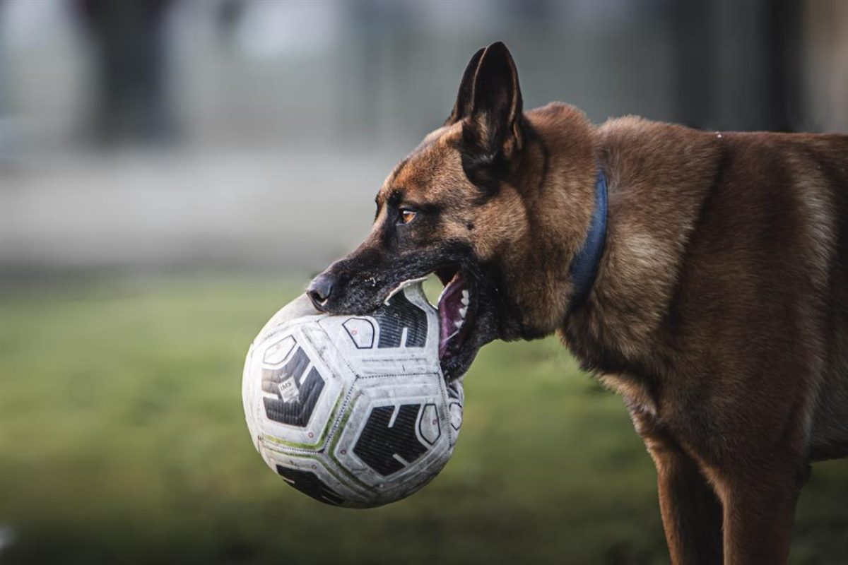 Thor - Chien Berger Belge Malinois à adopter - photo 5