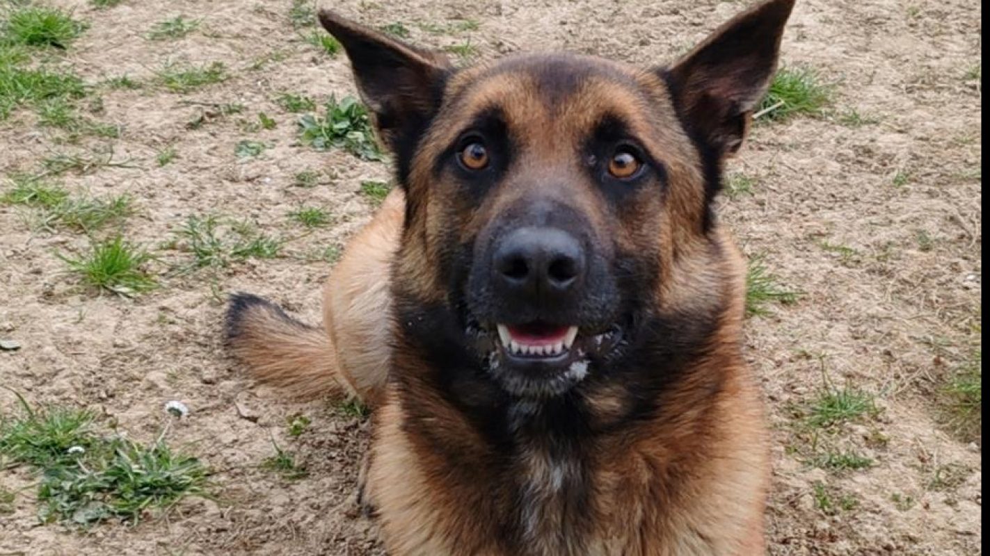 Thor - Chien Berger Belge Malinois à adopter - photo 6
