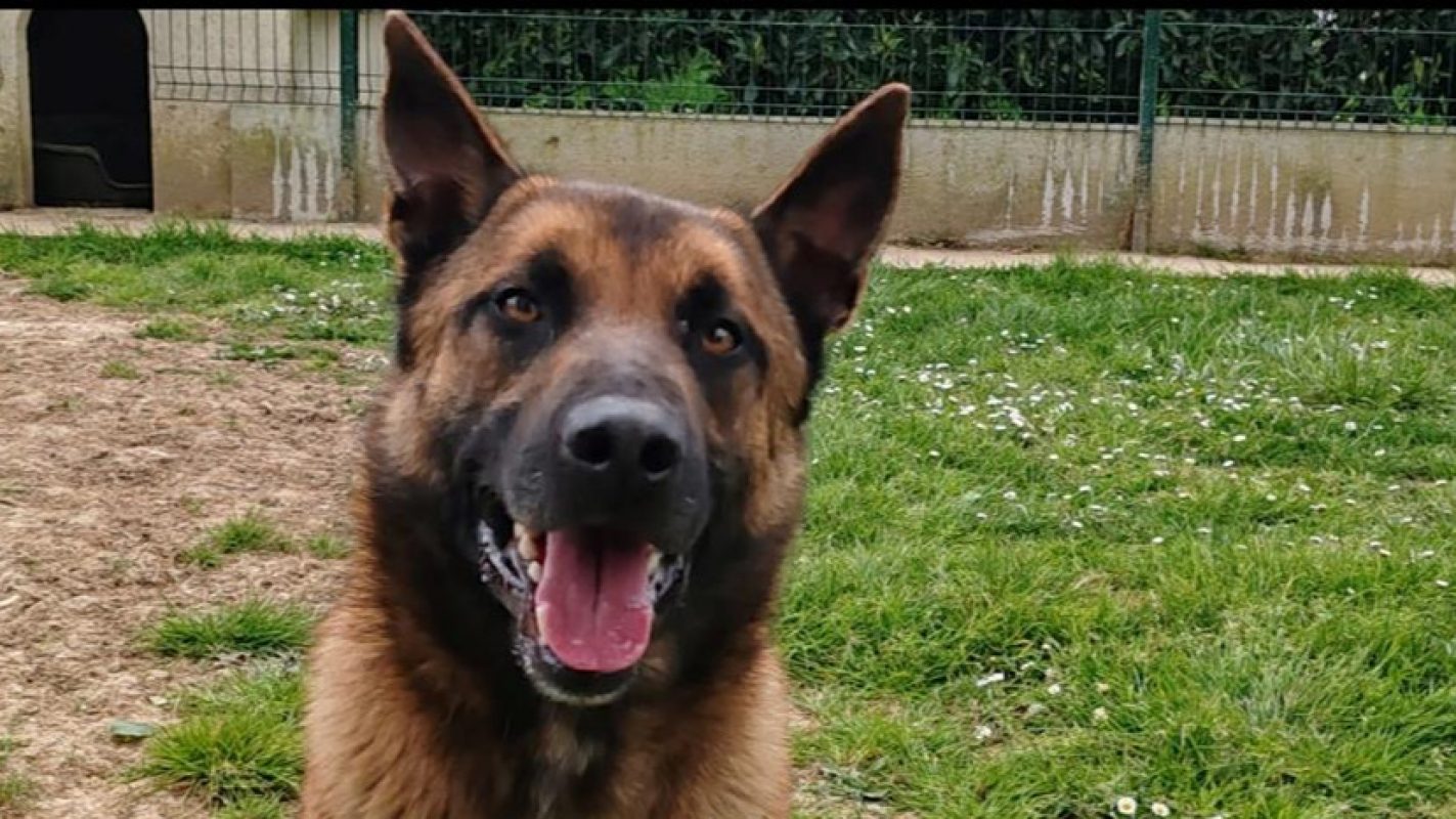 Thor - Chien Berger Belge Malinois à adopter - photo 7