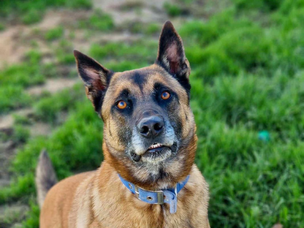 Thor - Chien Berger Belge Malinois à adopter - photo 8
