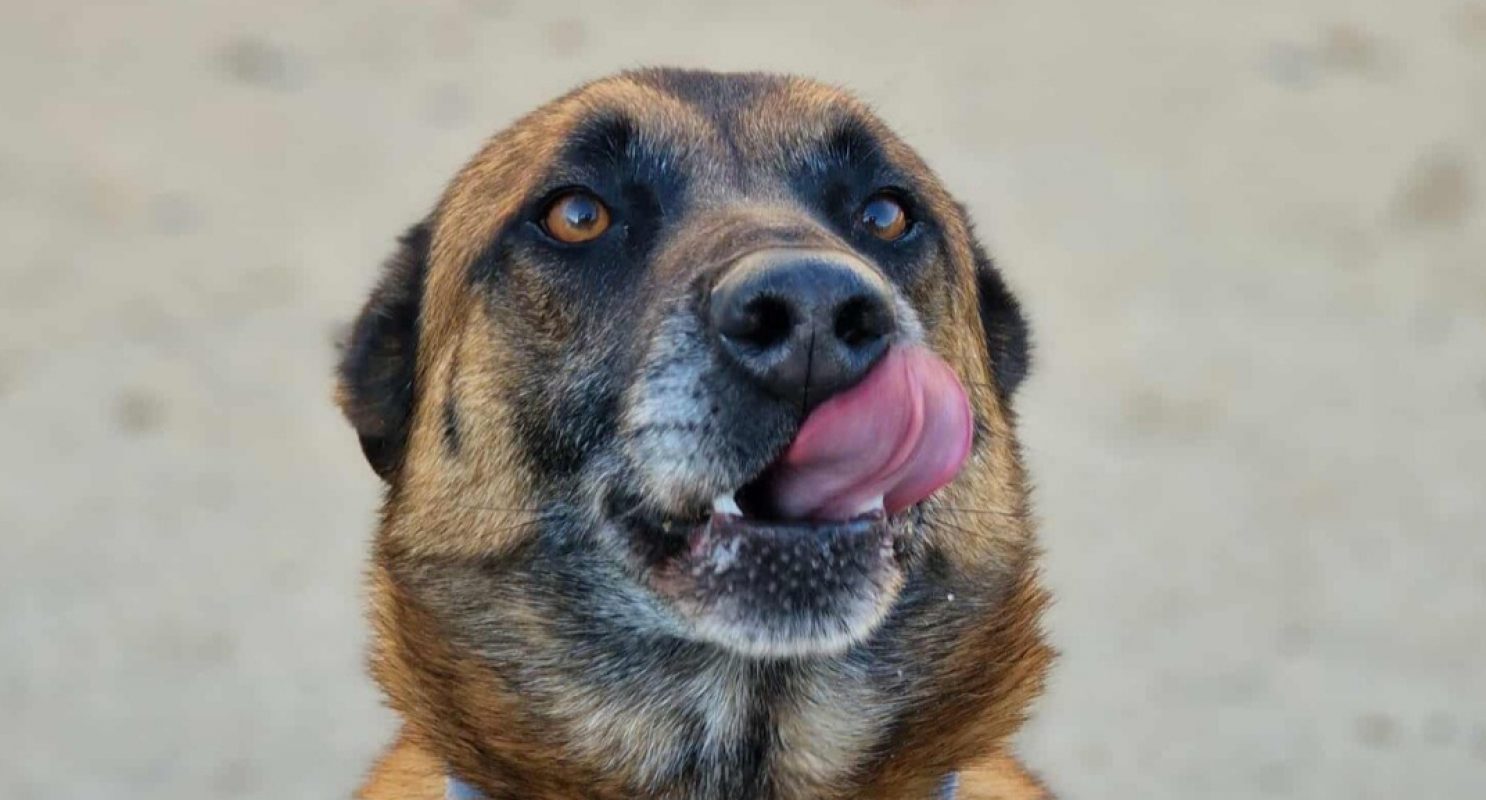 Thor - Chien Berger Belge Malinois à adopter - photo 9