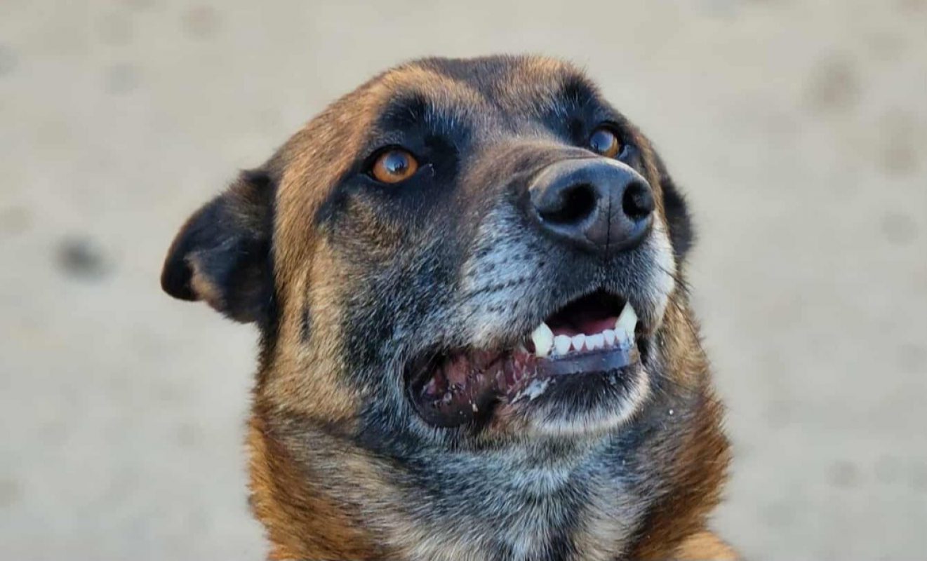 Thor - Chien Berger Belge Malinois à adopter - photo 10