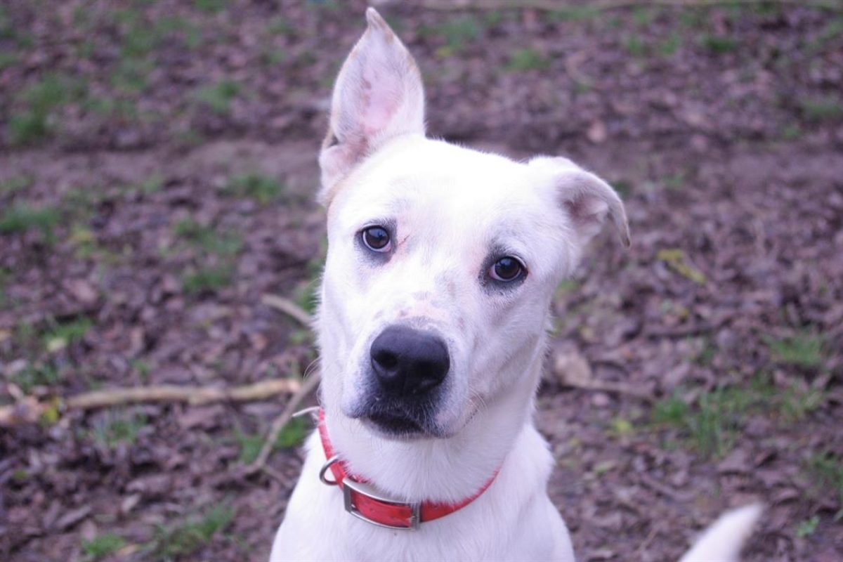 Fabio - Chien à adopter