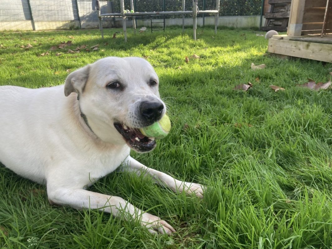 Fabio - Chien à adopter - photo 2