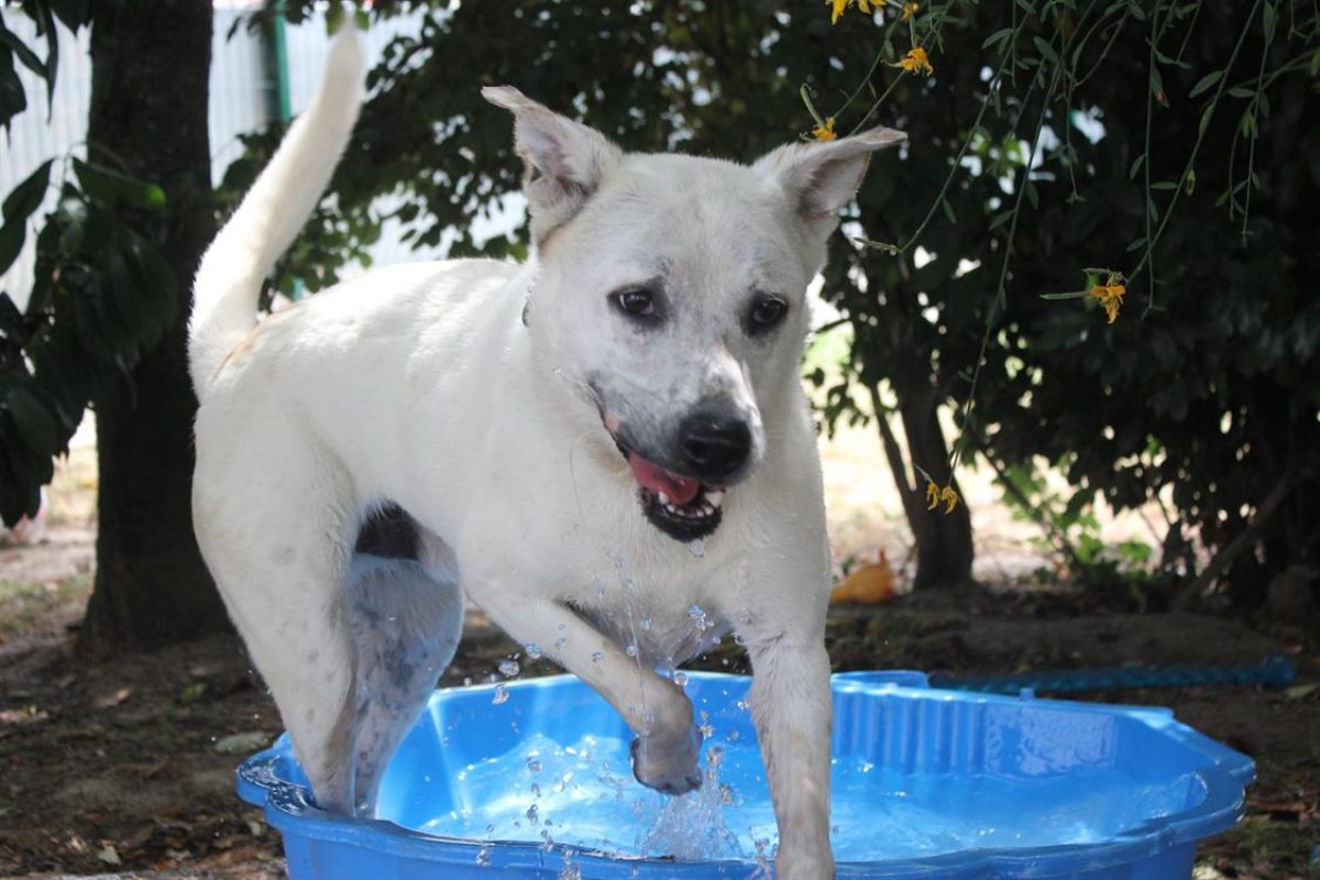 Fabio - Chien à adopter - photo 3