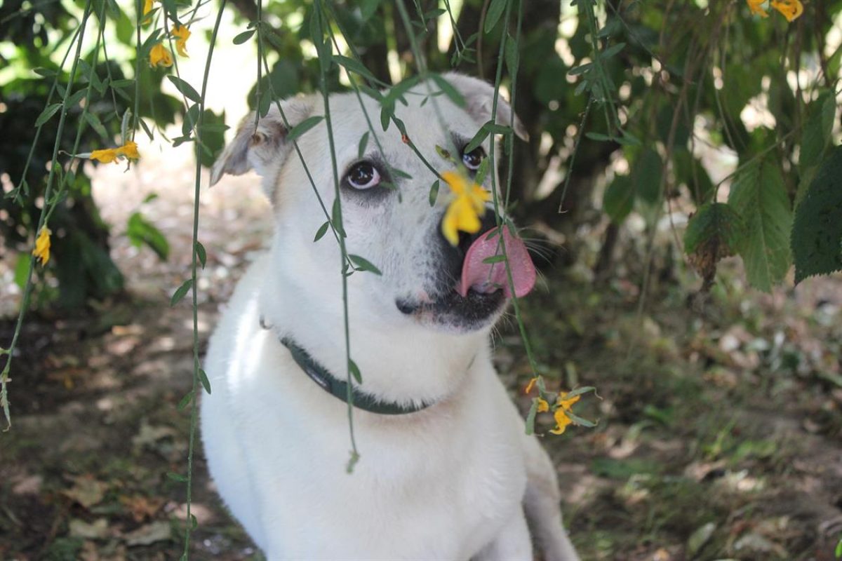 Fabio - Chien à adopter - photo 4