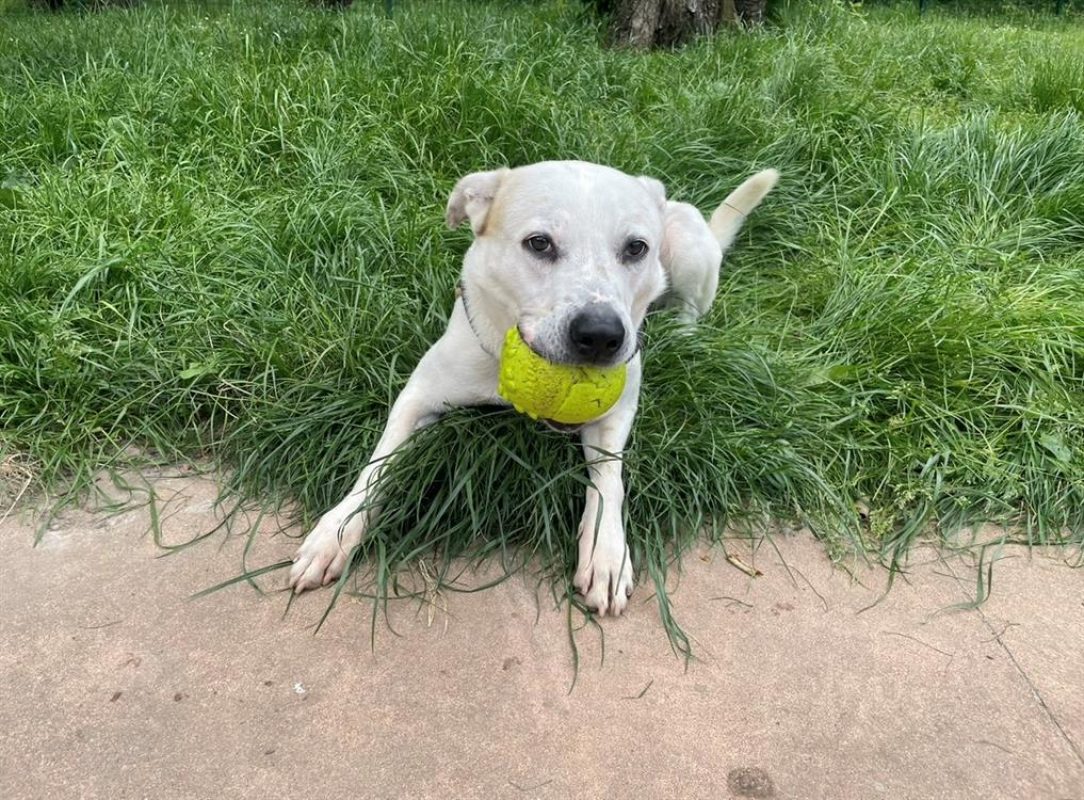 Fabio - Chien à adopter - photo 5