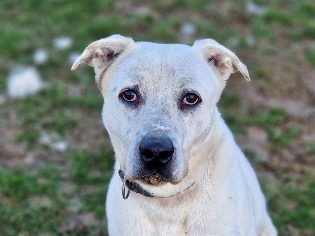 Fabio - Chien à adopter - photo 6