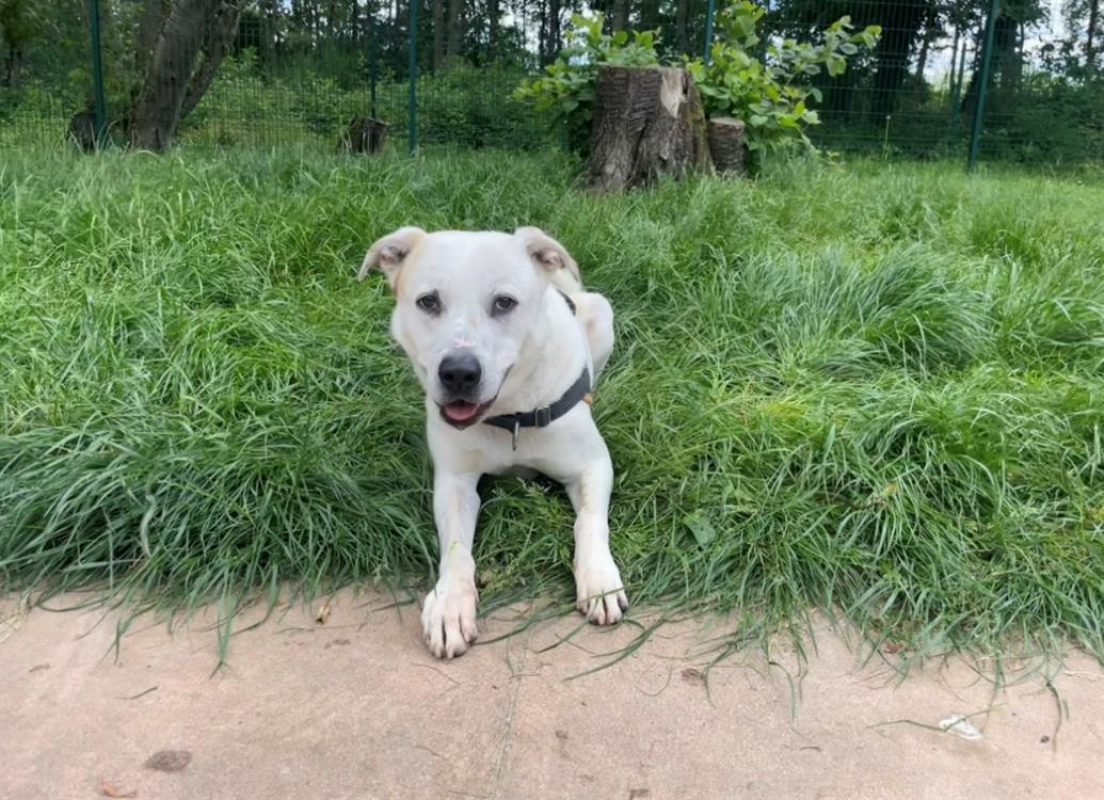 Fabio - Chien à adopter - photo 7