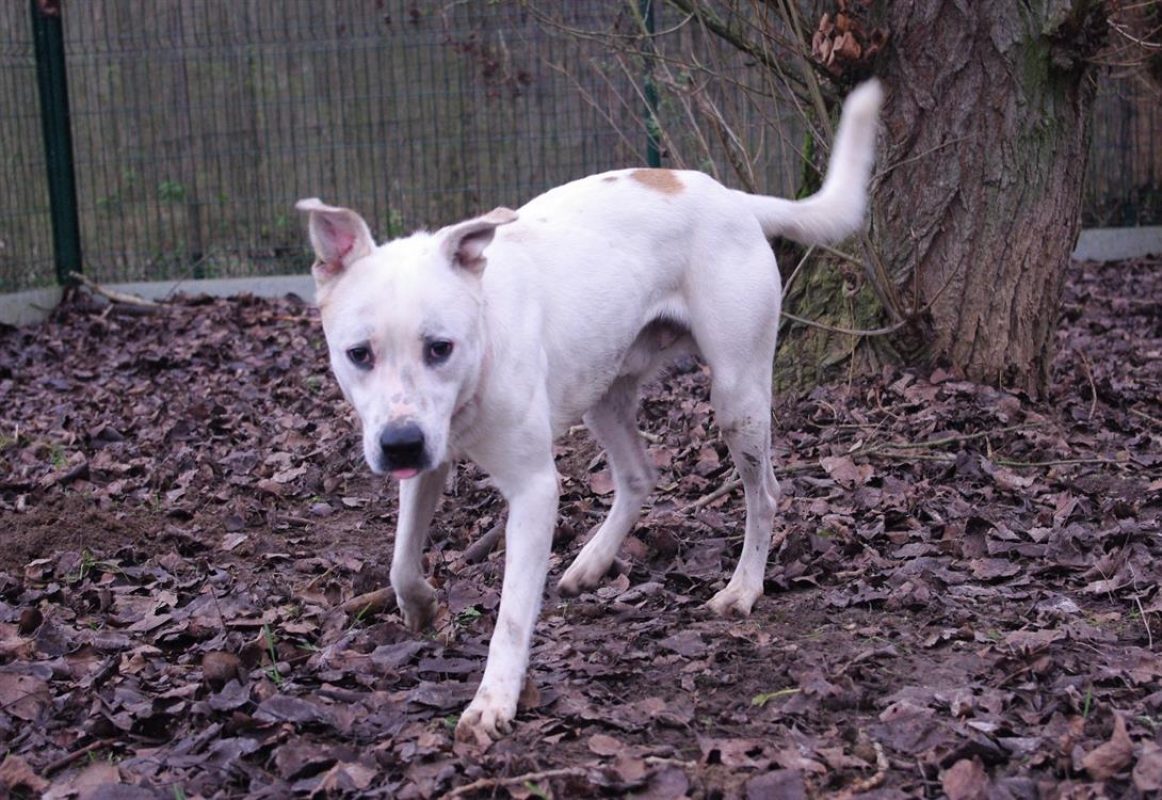 Fabio - Chien à adopter - photo 8