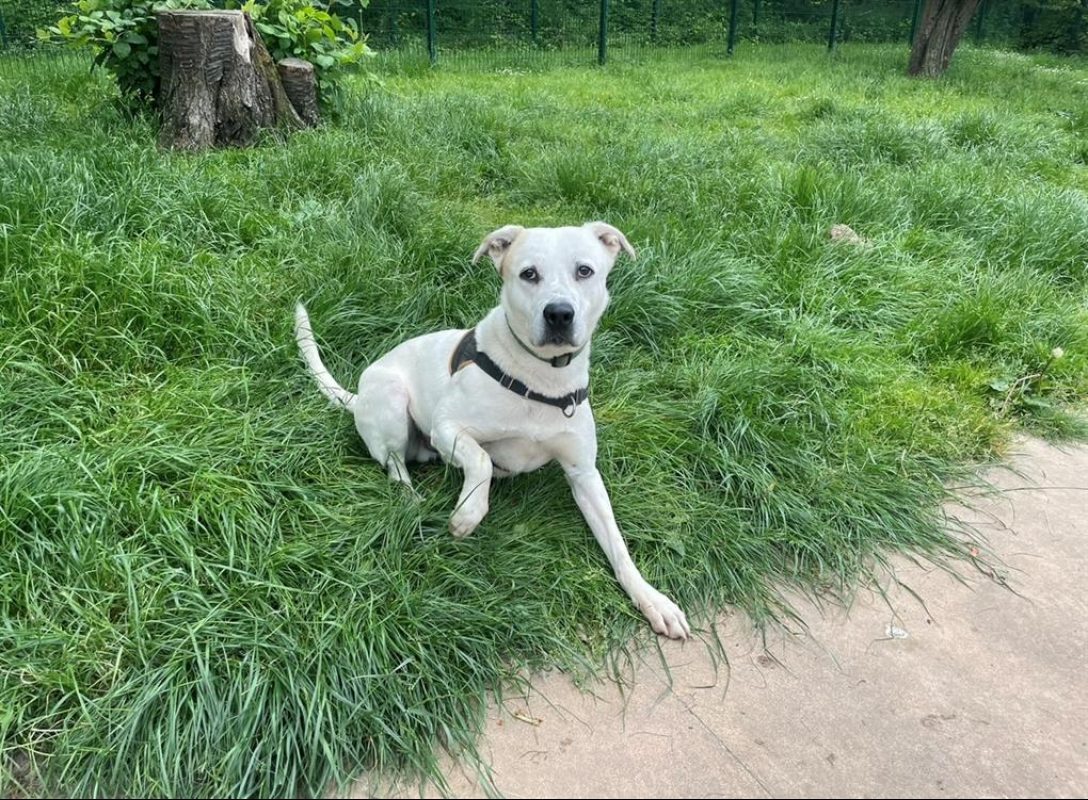 Fabio - Chien à adopter - photo 9