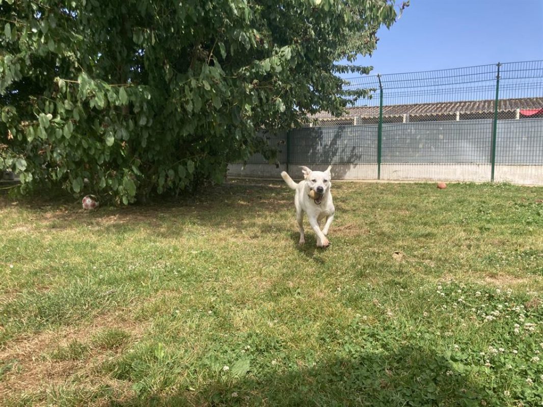 Fabio - Chien à adopter - photo 10