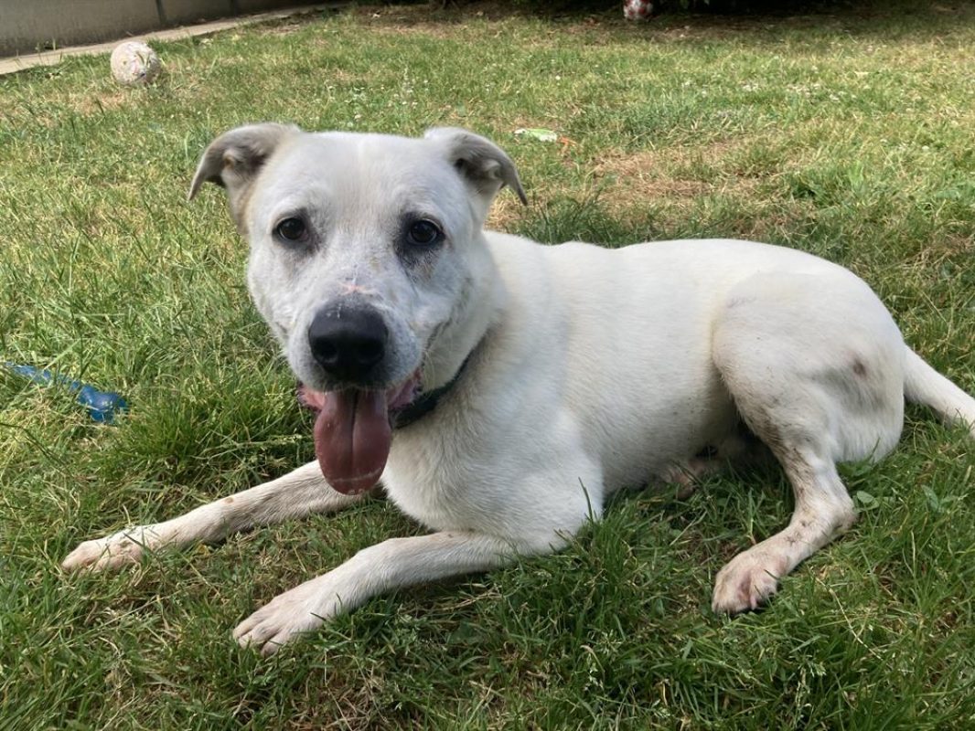 Fabio - Chien à adopter - photo 11