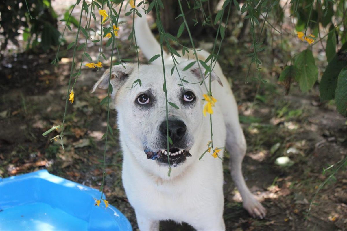 Fabio - Chien à adopter - photo 12