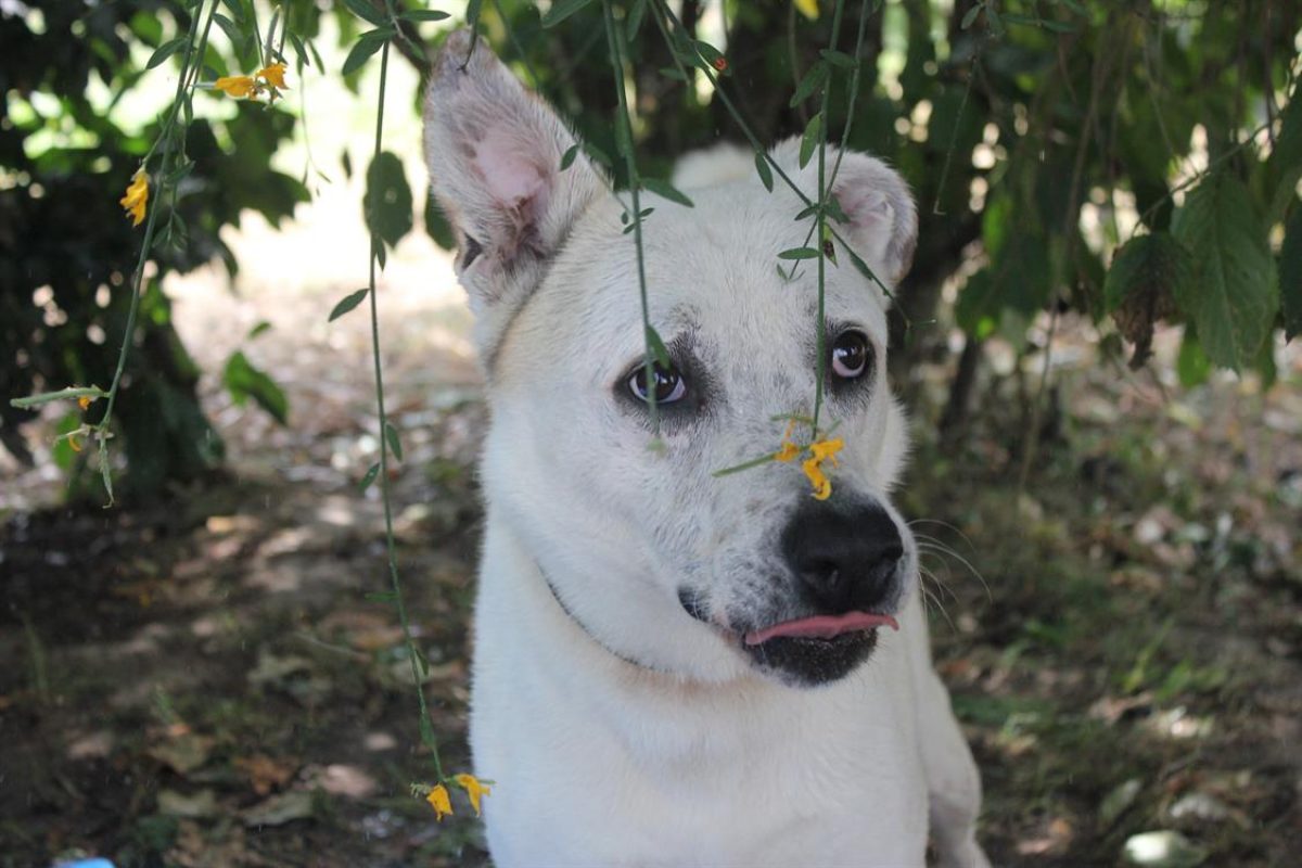 Fabio - Chien à adopter - photo 13
