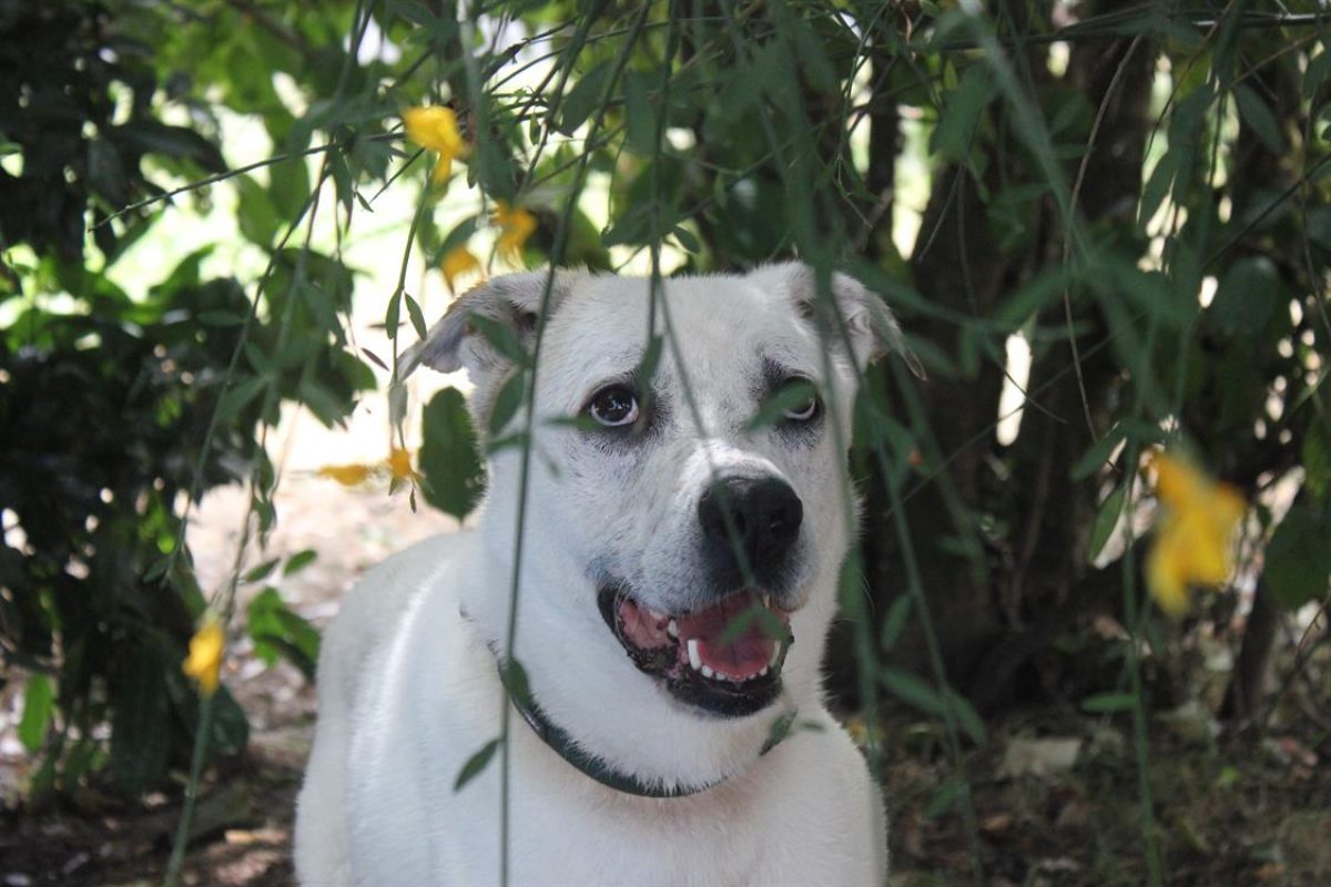 Fabio - Chien à adopter - photo 14