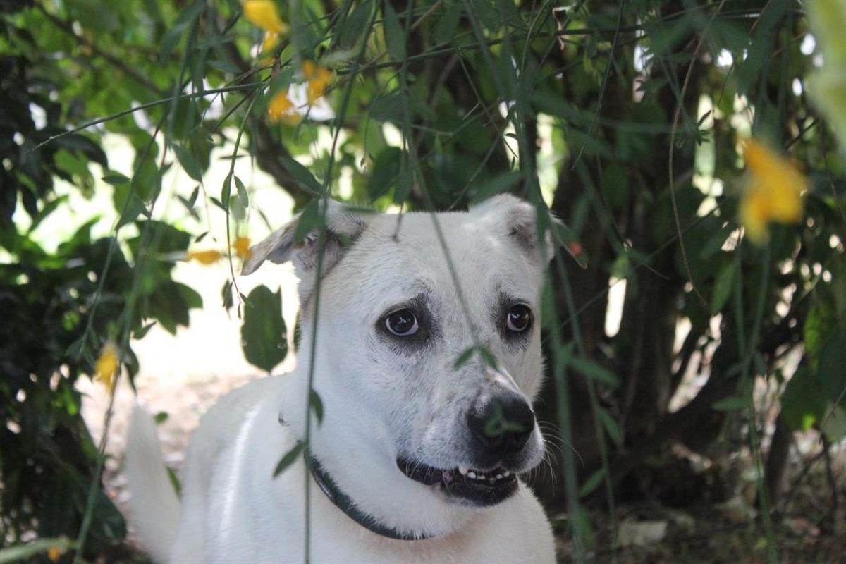 Fabio - Chien à adopter - photo 15