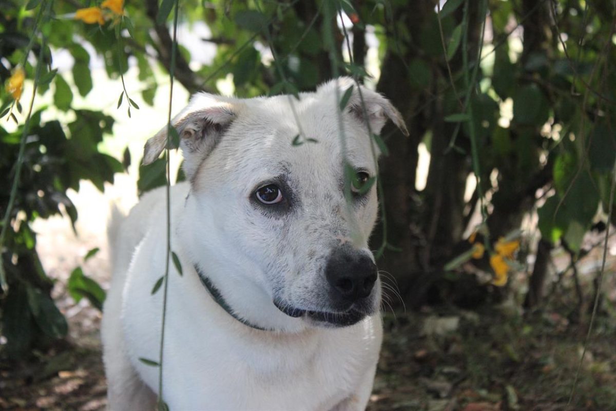 Fabio - Chien à adopter - photo 16