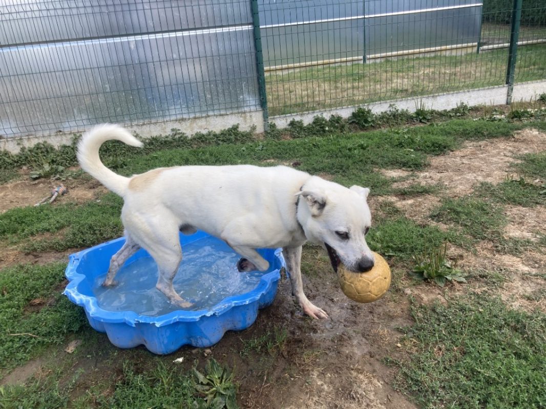 Fabio - Chien à adopter - photo 17