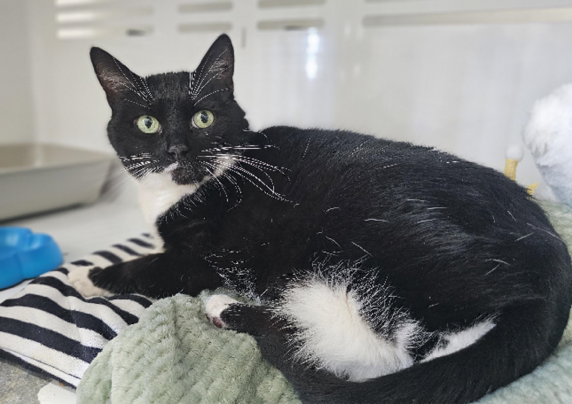 Photo #1 de Praline dit milie