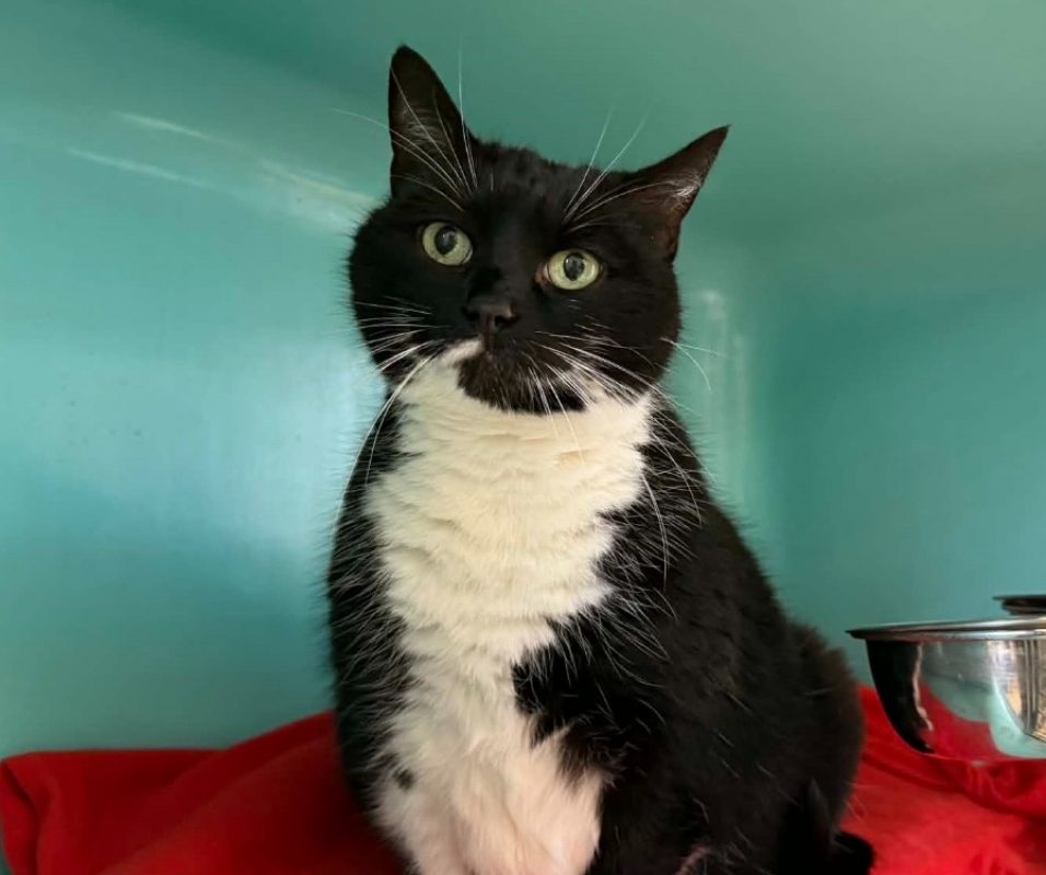 Photo #2 de Praline dit milie