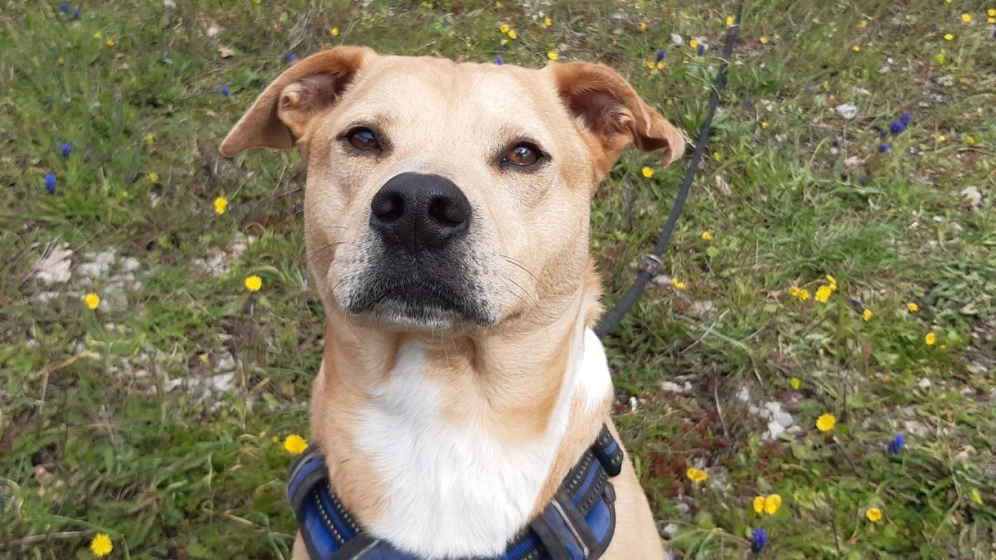 Saiko - Chien à adopter