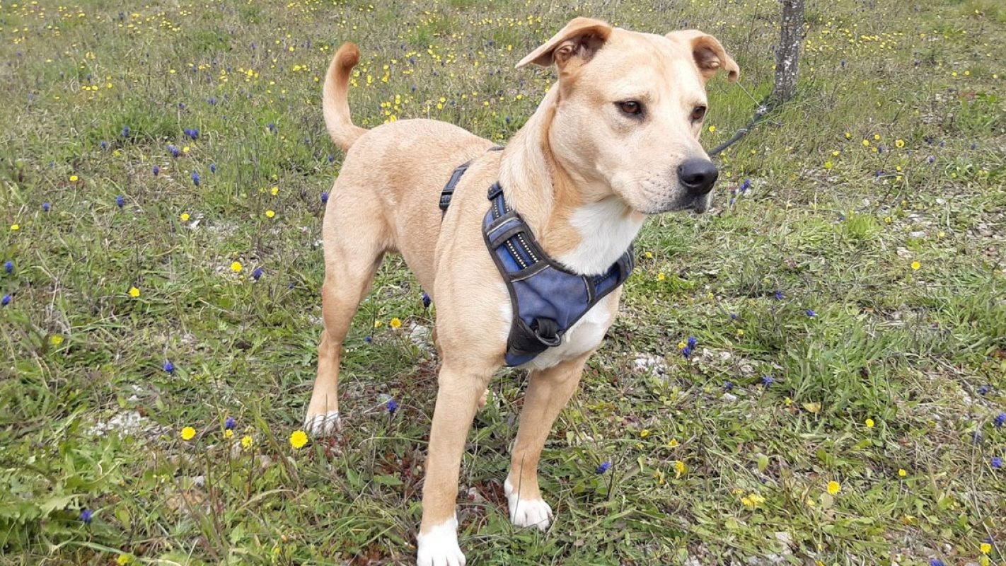 Saiko - Chien à adopter - photo 2