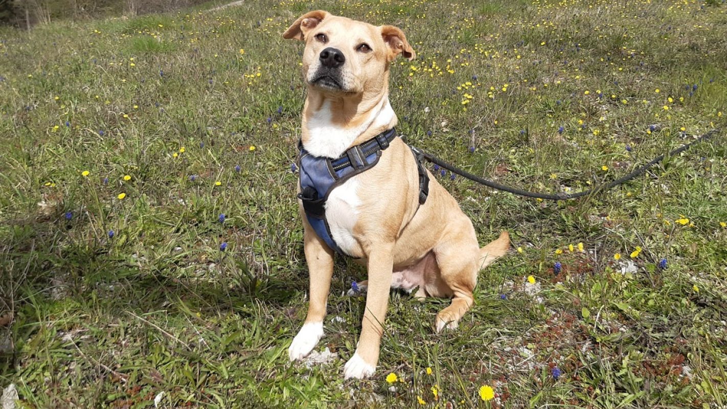 Saiko - Chien à adopter - photo 3