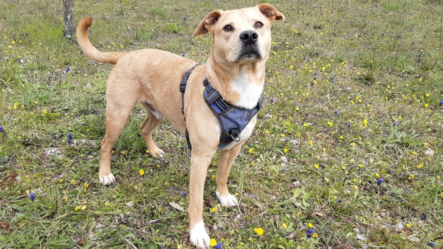 Saiko - Chien à adopter - photo 4