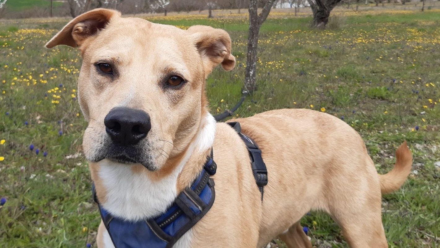 Saiko - Chien à adopter - photo 5