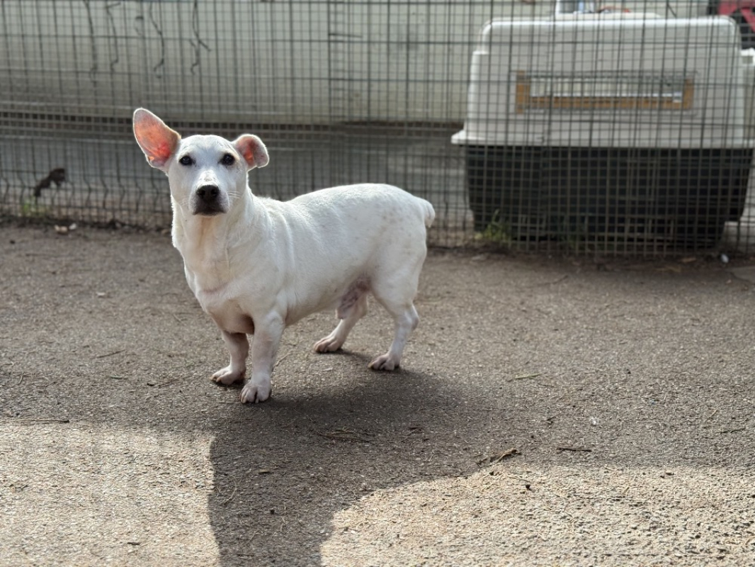 Booky - Chien à adopter