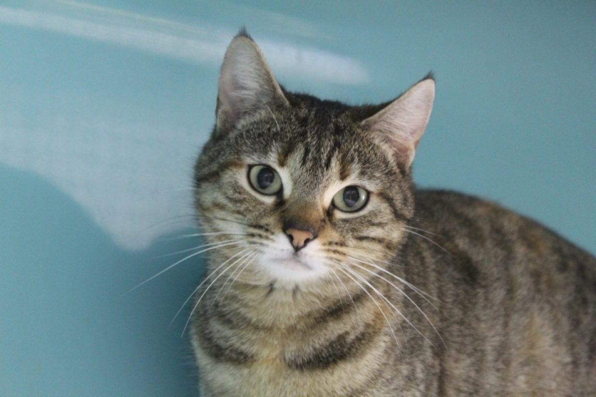 Bianca - Chat Européen à adopter