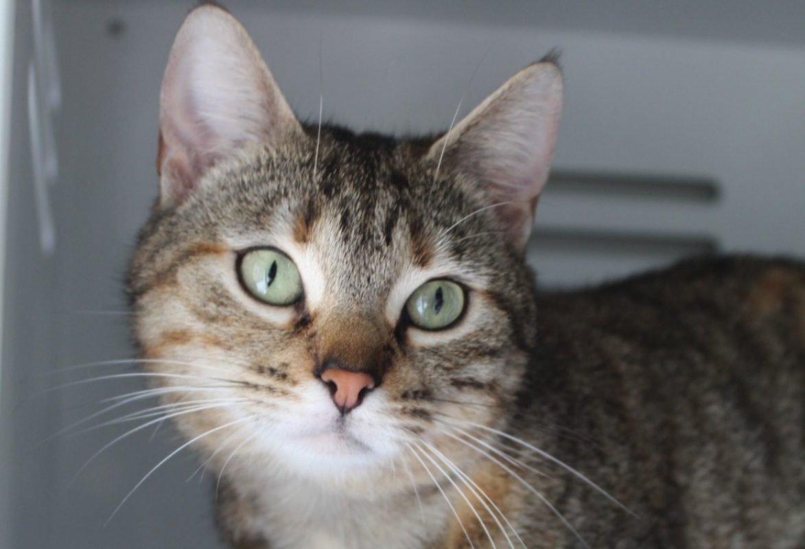 Bianca - Chat Européen à adopter - photo 2