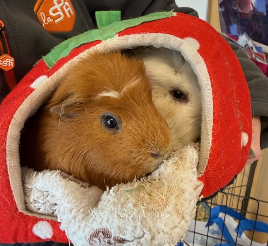 Photo de Kiki & chouchou